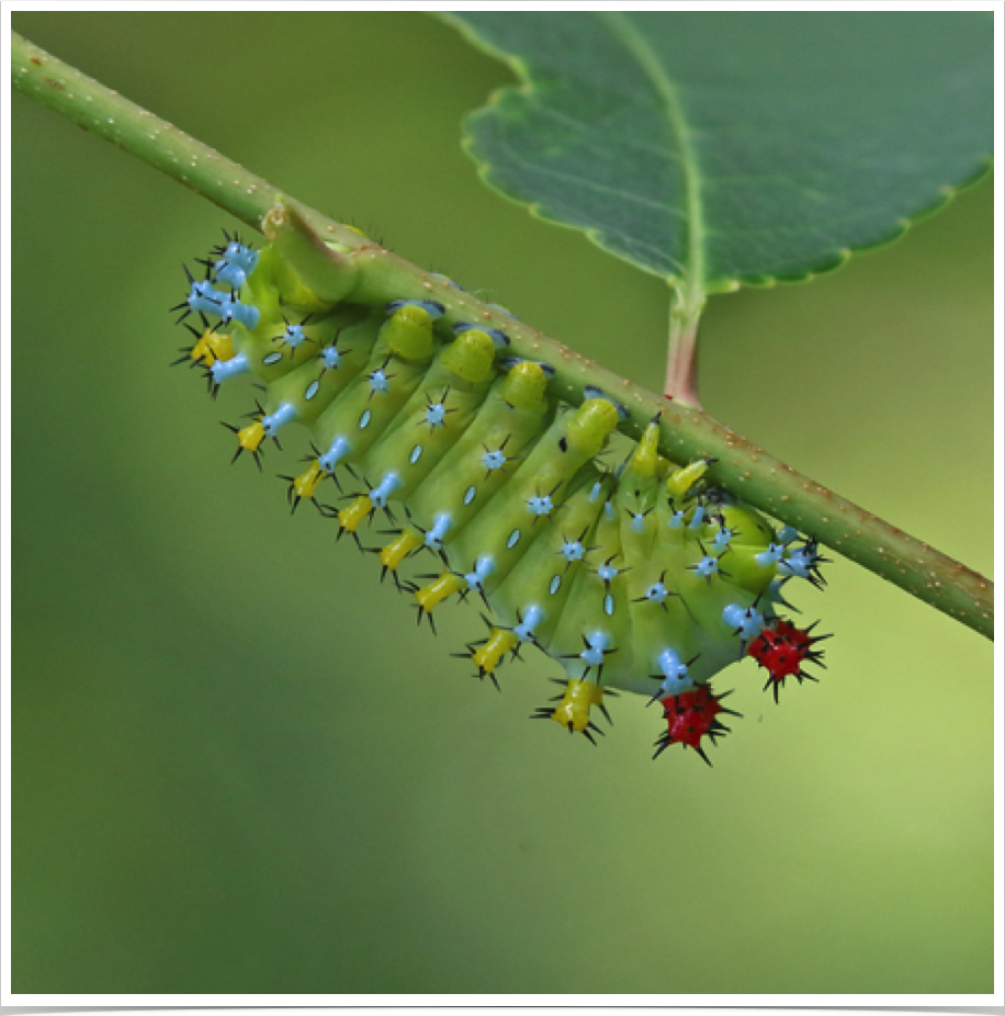 Hyalophora cecropia
Cecropia Moth
Marion County, Alabama